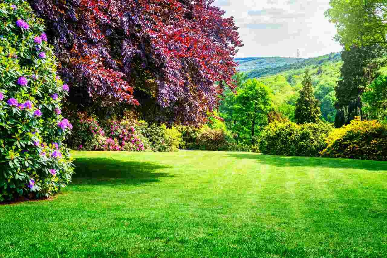 Vuoi un giardino sempre verde anche con il caldo? Le piante resistenti del 2026