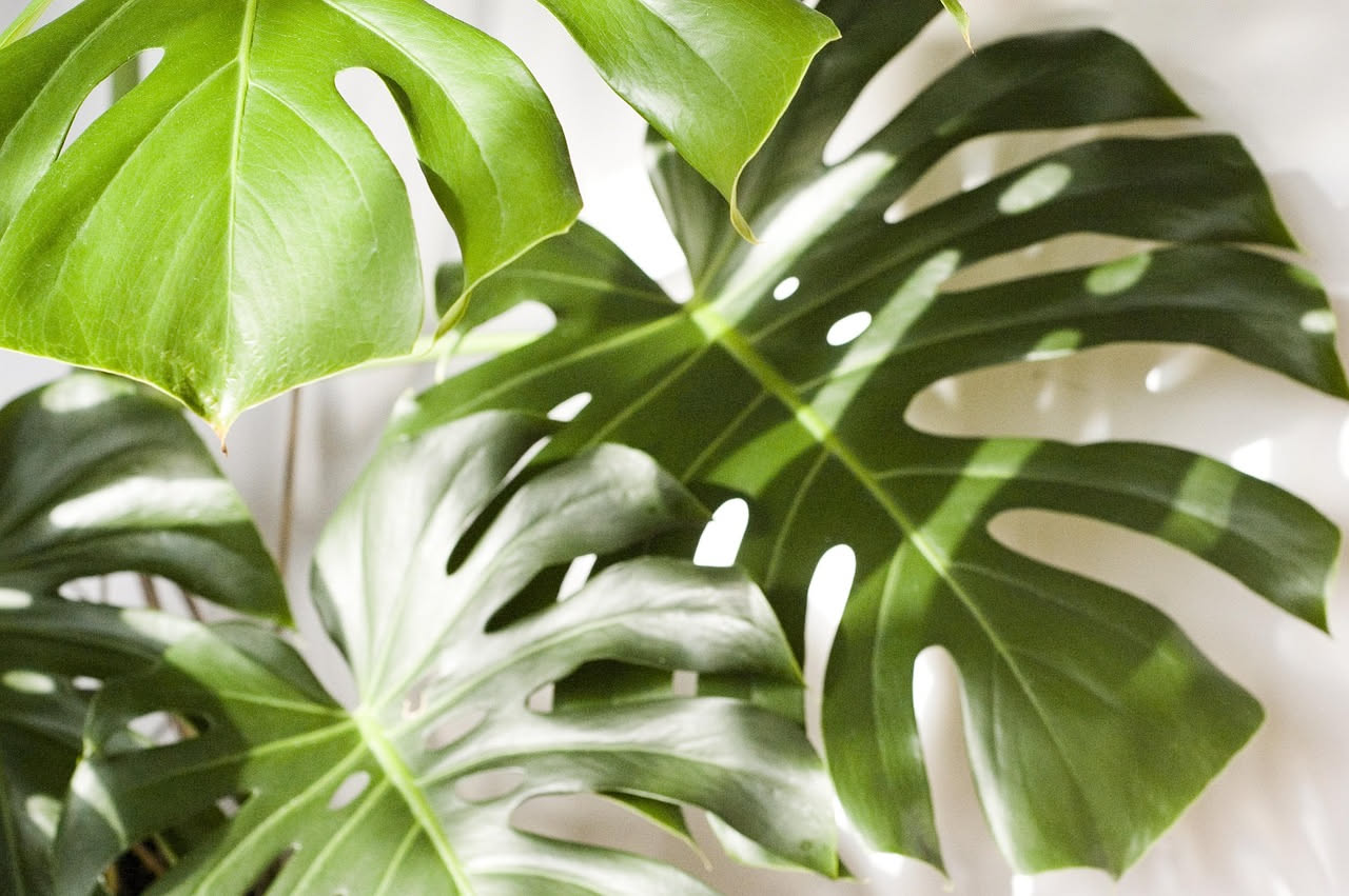 Foglie grandi del Monstera Deliciosa con caratteristiche fenestrazioni naturali perforate, pianta tropicale in vaso con illuminazione naturale