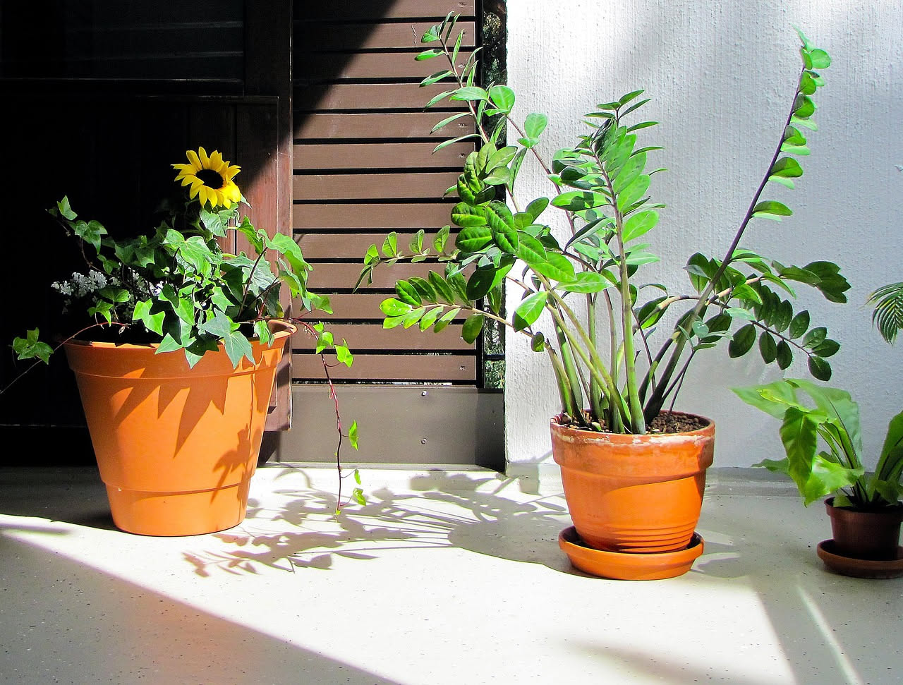 Collezione di piante da interno in vasi decorativi posizionate vicino a una finestra con luce naturale, monstera e sansevieria in primo piano