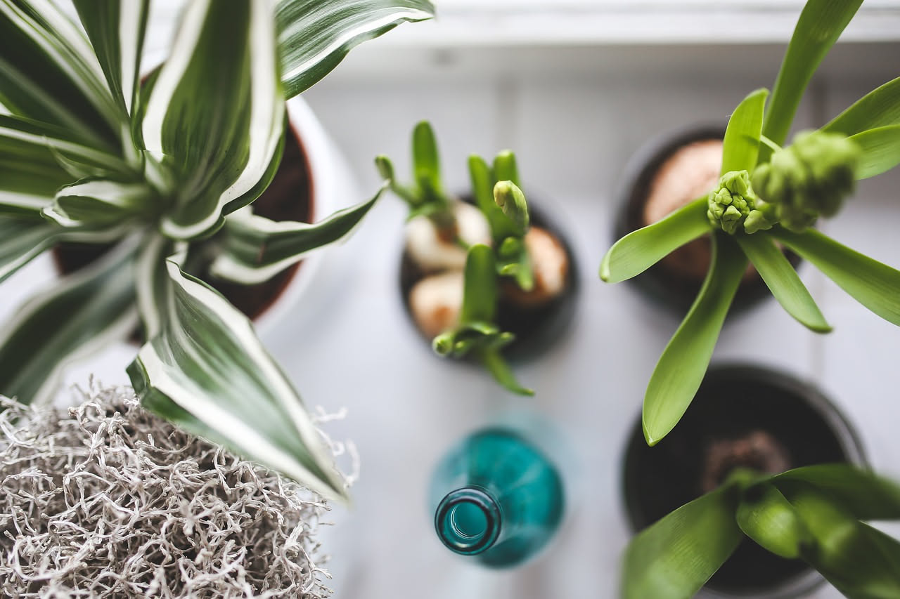 Angolo verde accogliente in casa con diverse piante da interno ben posizionate vicino a una finestra con luce naturale e umidità controllata