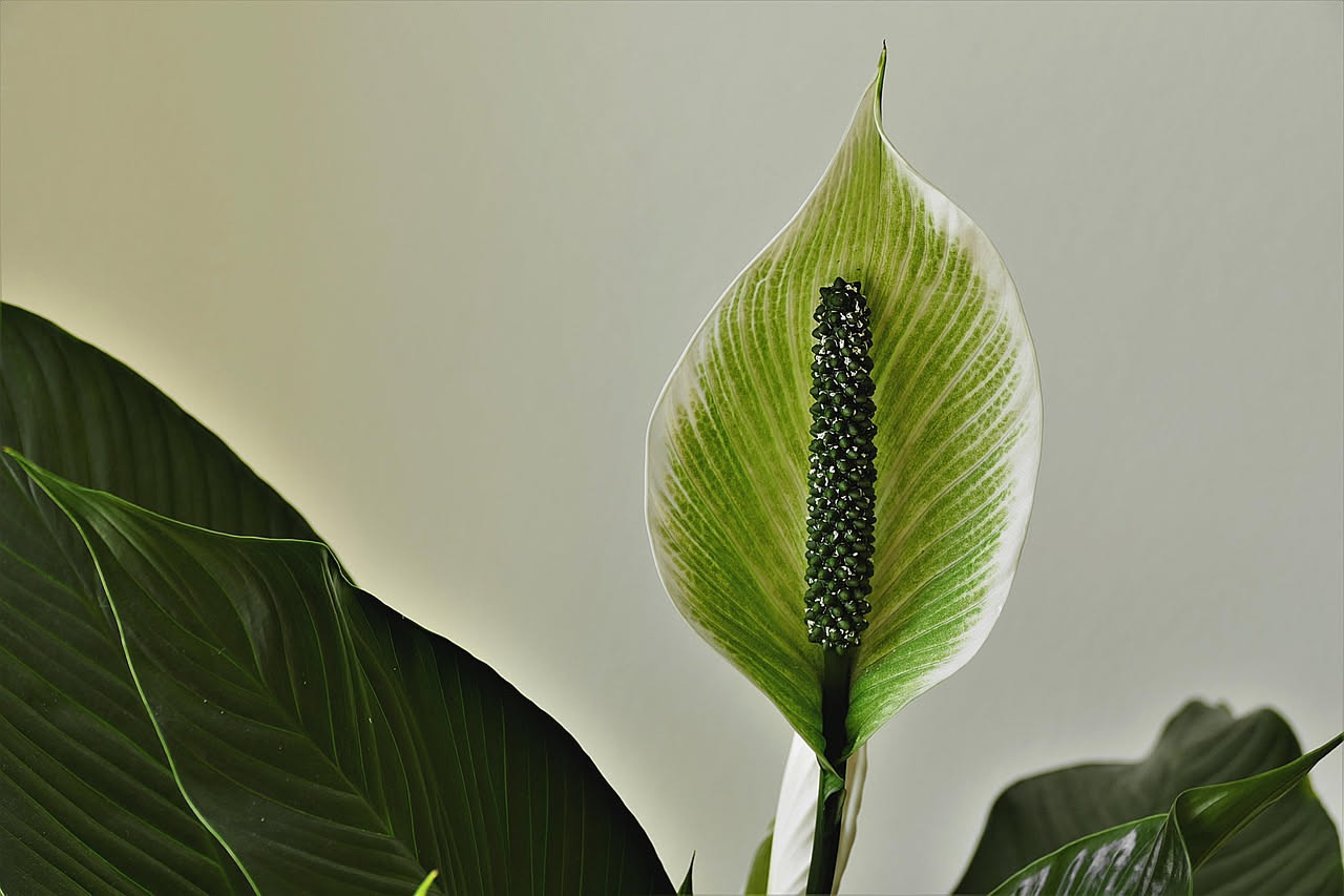 Collezione di piante da appartamento in vasi decorativi collocate in un salotto luminoso con finestre, incluse Pothos, Dracaena e altre piante da interno per principianti