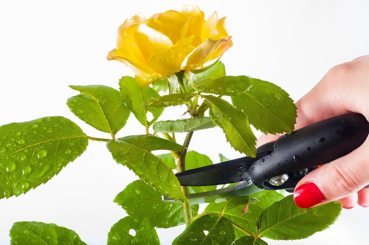 Primo piano di forbici professionali che potano un ramo di rosa in primavera con gemme rosse gonfie visibili sulla pianta.