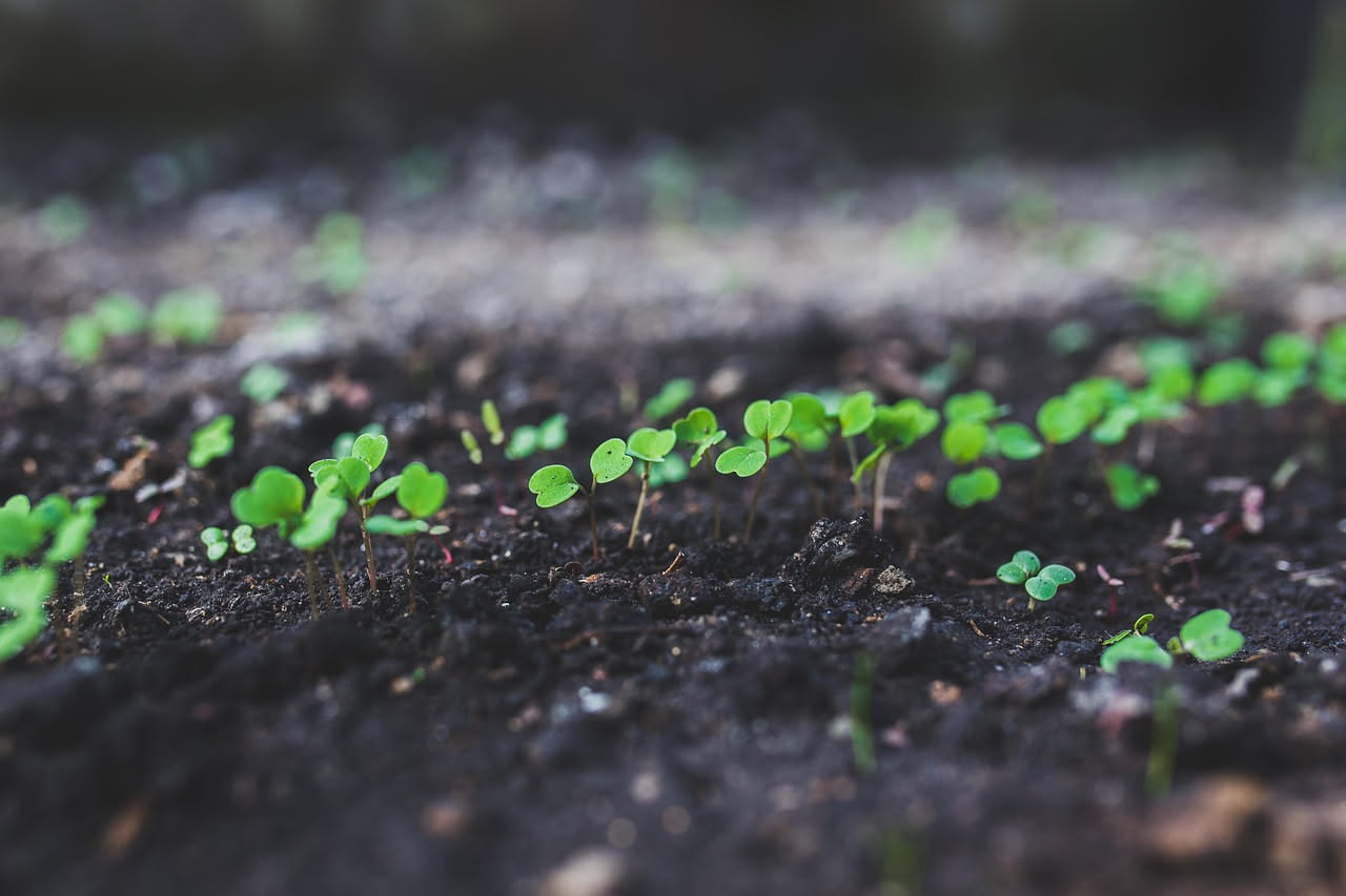 Mani di giardiniere che seminano fagiolini e carote in orto durante il mese di aprile con terreno riscaldato dal sole primaverile