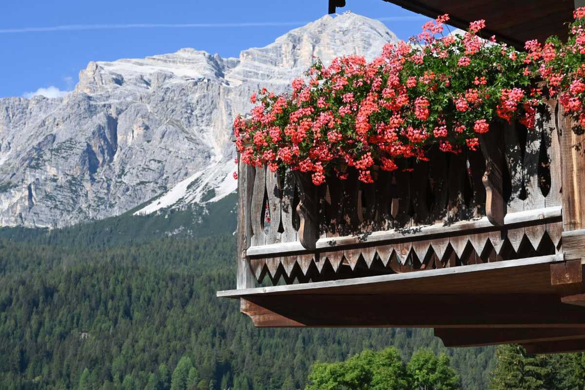 Gerani rossi e rosa in fiore su un balcone soleggiato, disposti in vasi di terracotta con fogliame verde rigoglioso