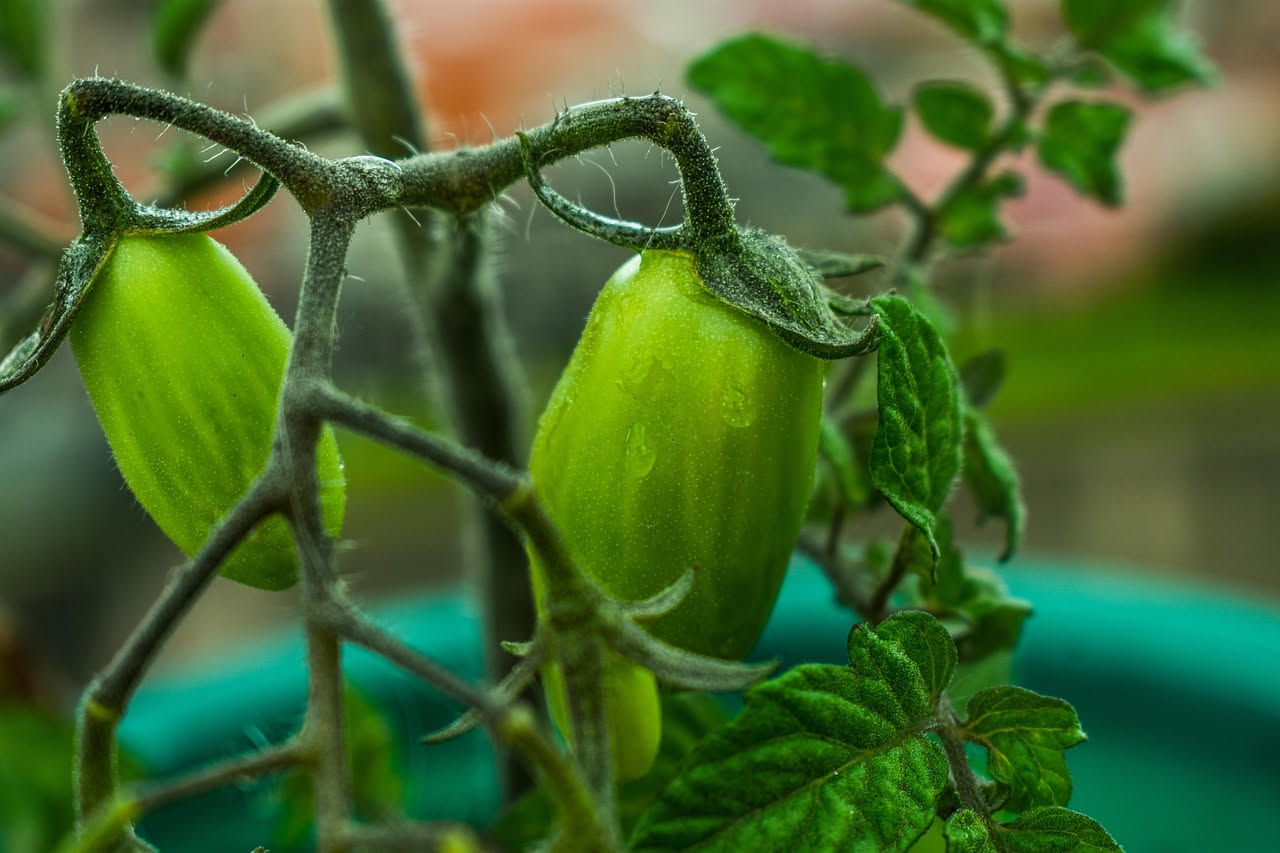 Pomodori rossi maturi coltivati in vasi di terracotta su un balcone soleggiato, con piante rigogliose e frutti pronti alla raccolta