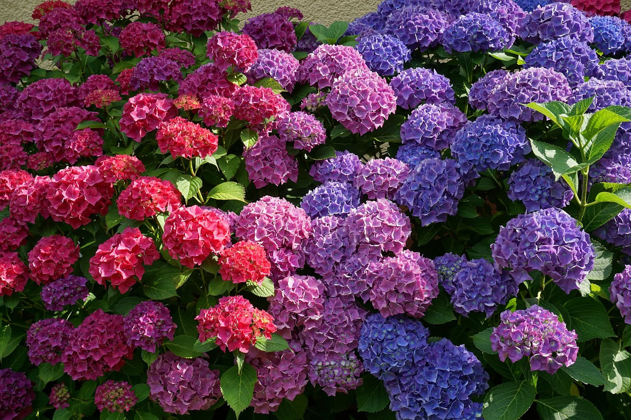 Ortensia in fiore con mazzetti di fiori blu, rosa e viola, coltivata in giardino con foglie verdi rigogliose