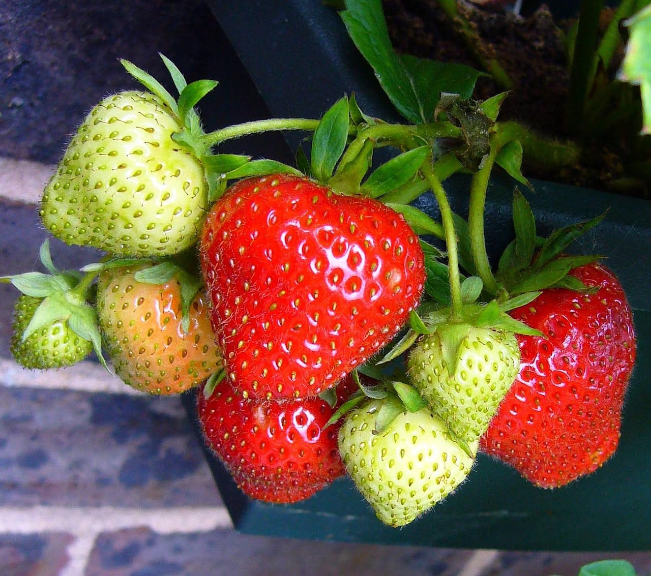 Cassetta con fragole rosse mature che pendono dai bordi, fiori bianchi in primo piano su un balcone soleggiato