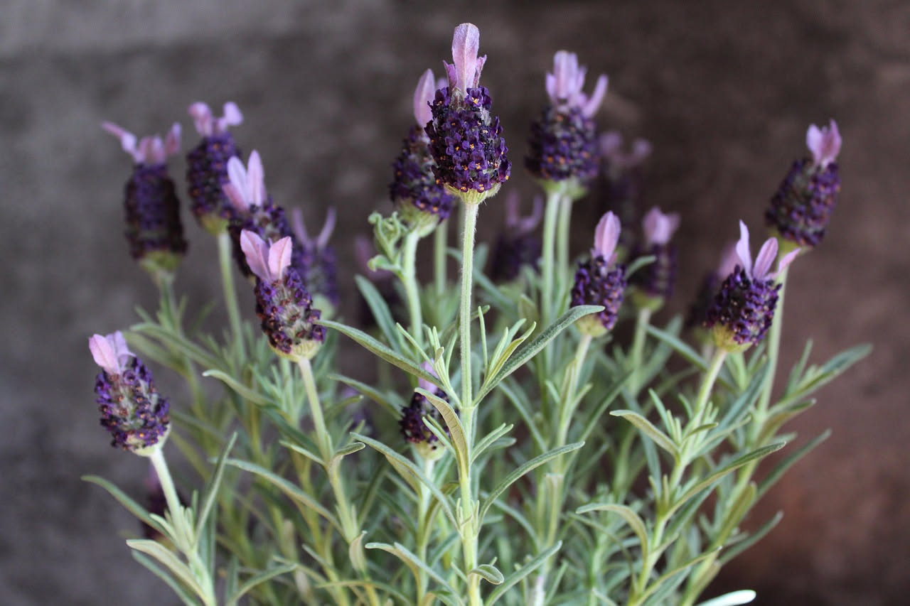 Lavanda in vaso sul balcone: il segreto per farla durare anni