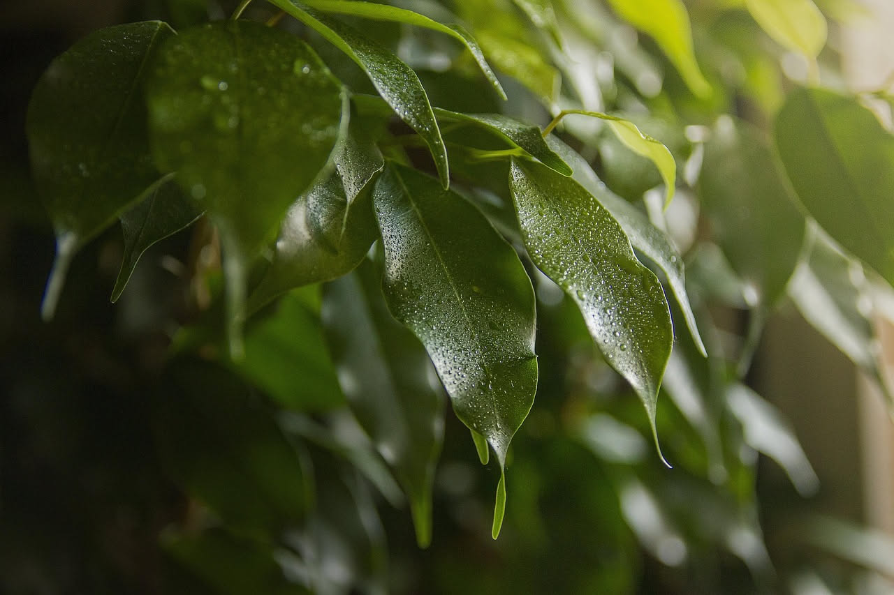 Ficus benjamin: perché perde le foglie e come salvarlo in primavera