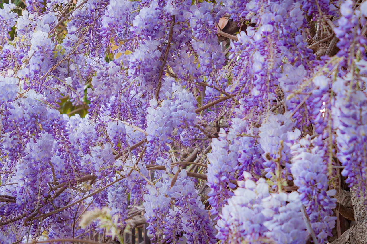 Il glicine: quando un muro diventa una cascata di fiori viola