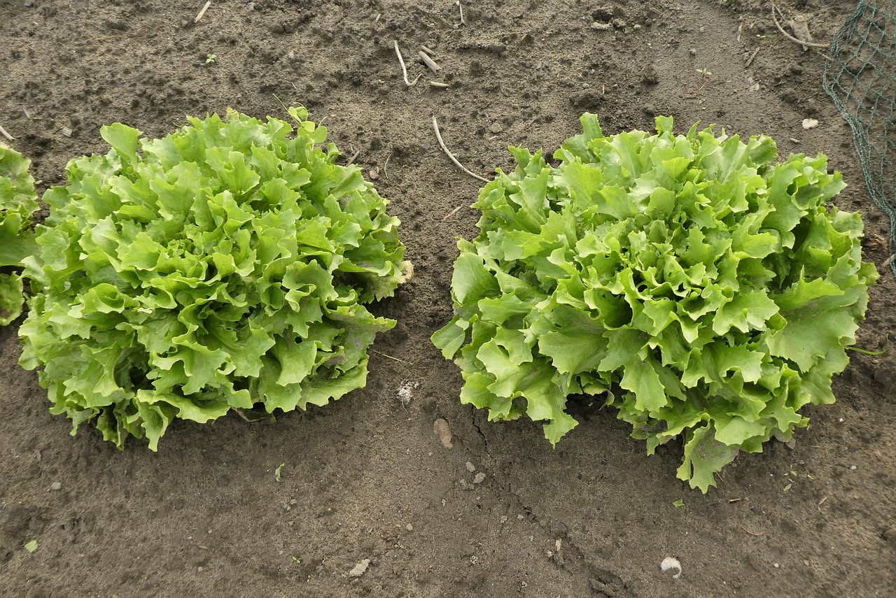 Lattuga lollo increspata appena raccolta con forbici da orto, pronta a ricrescere nel campo verde