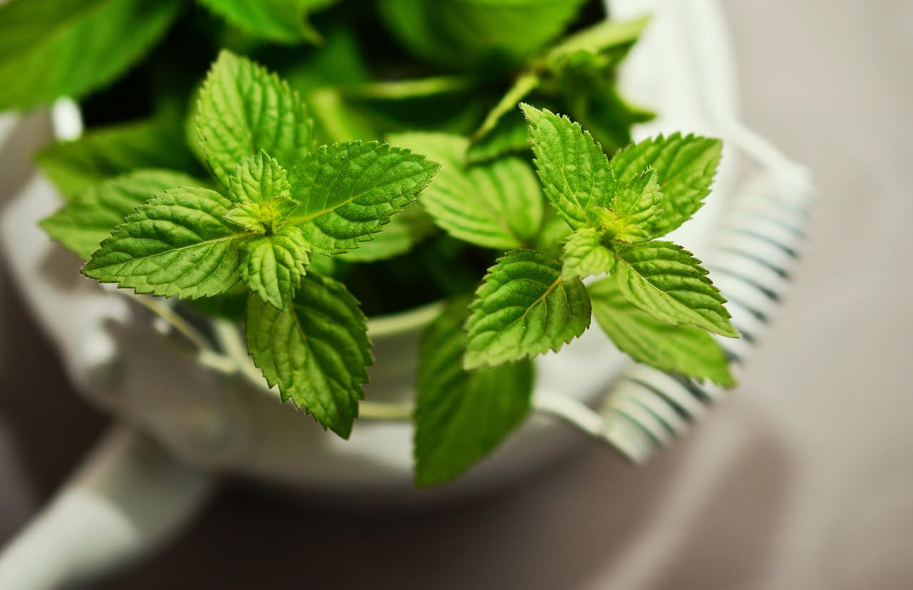 Menta in vaso: il trucco per evitare che conquisti tutto il balcone