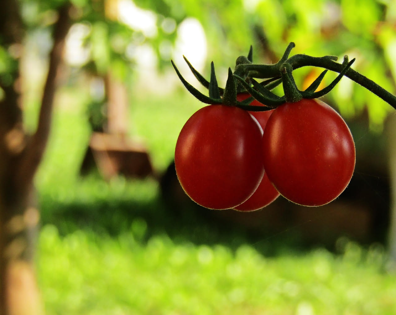 Tre vasi di terracotta con piante di pomodori ciliegino, cocktail e micro tom in diversi stadi di crescita su un terrazzo soleggiato