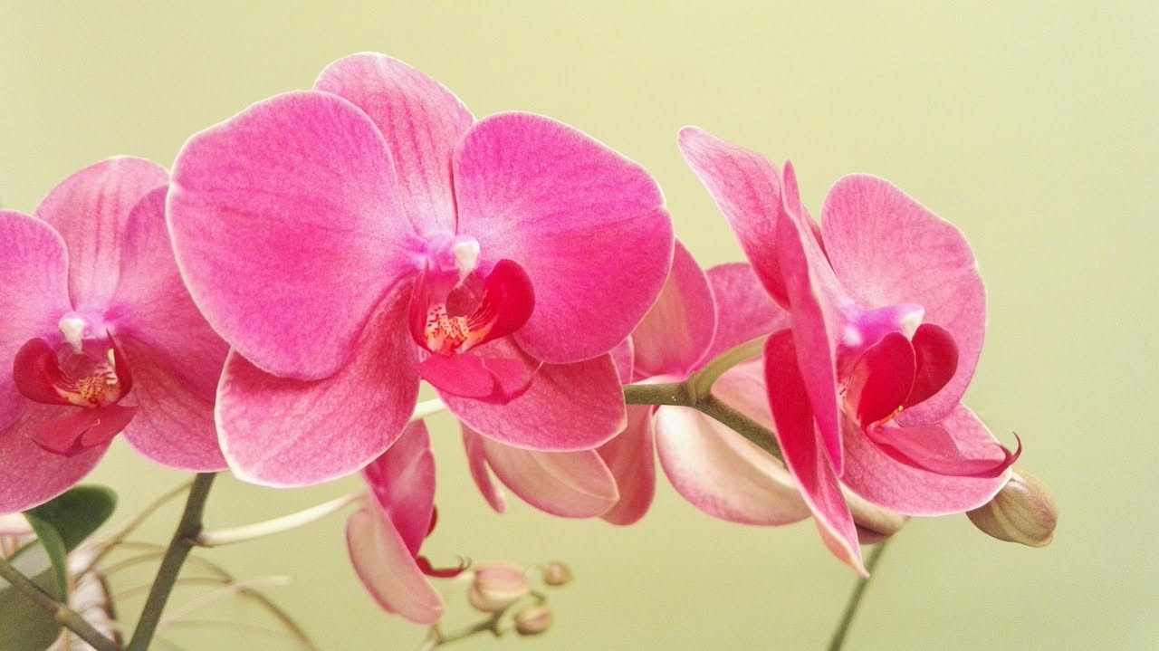 Orchidee, come farle rifiorire: la potatura che non danneggia le radici