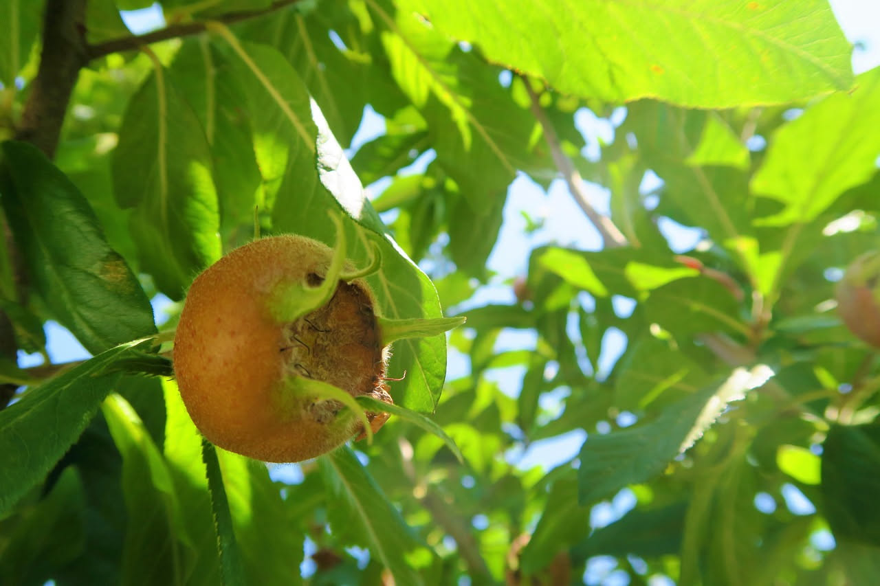Il nespolo del Giappone: quando maggio regala frutti dorati agli orti dimenticati