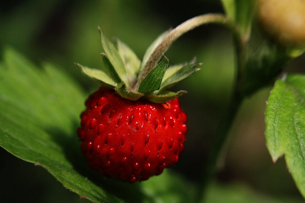 Piante di fragole rifiorenti in vasi sul balcone con frutti rossi maturi pronti per la raccolta estiva e autunnale