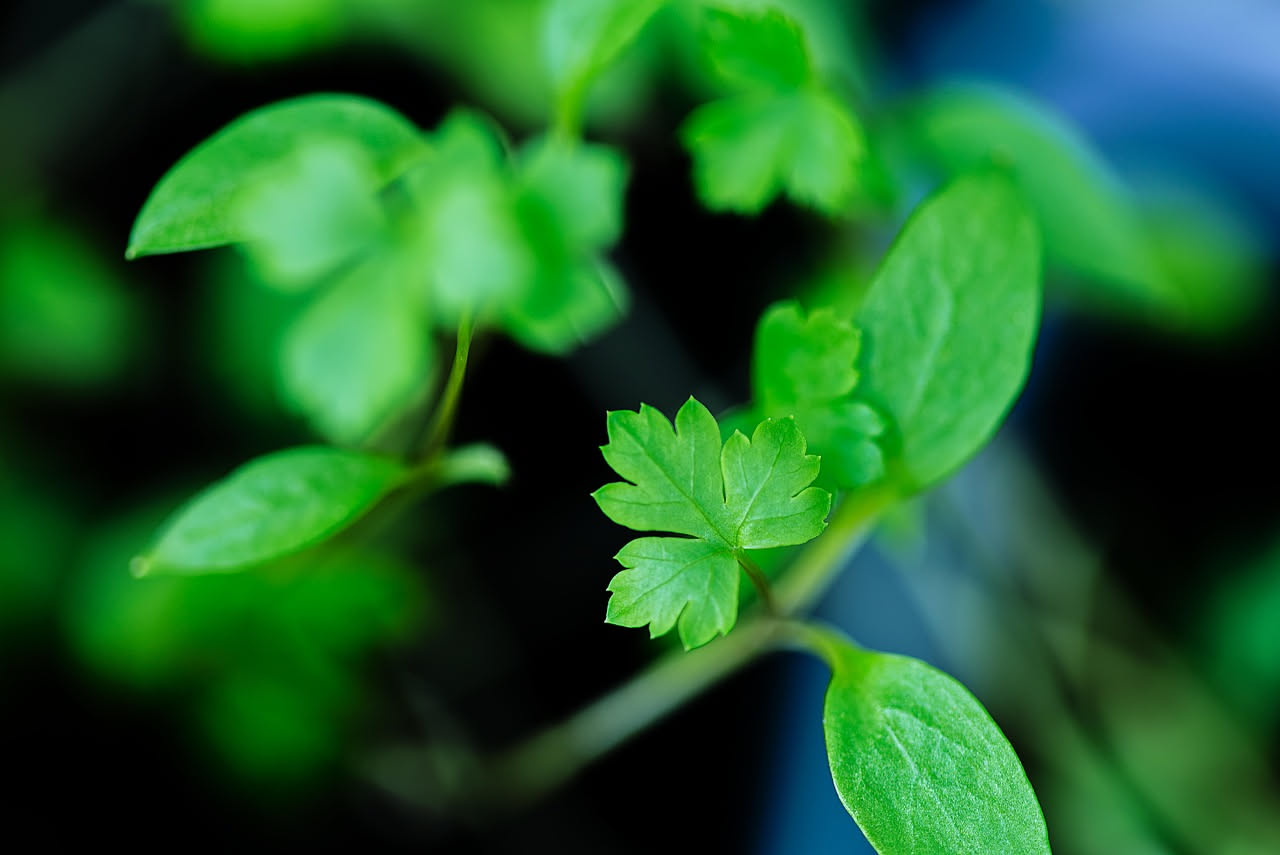 Vasi con prezzemolo riccio e basilico genovese su balcone soleggiato, foglie verdi fresche e rigogliose con dettagli delle varietà coltivate