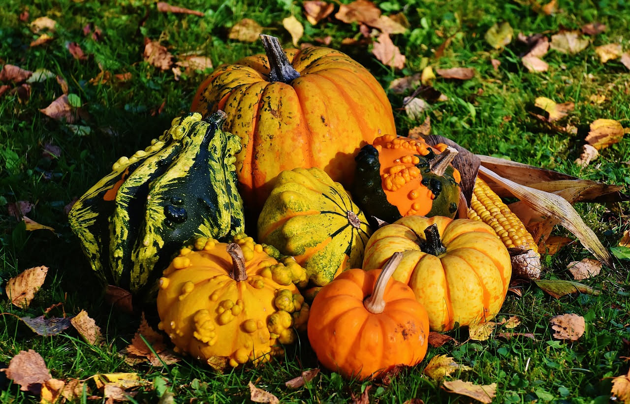 Zucche ornamentali mature di diverse varietà con colori arancio, bianco e verde disposte su paglia, pronte per la raccolta autunnale.