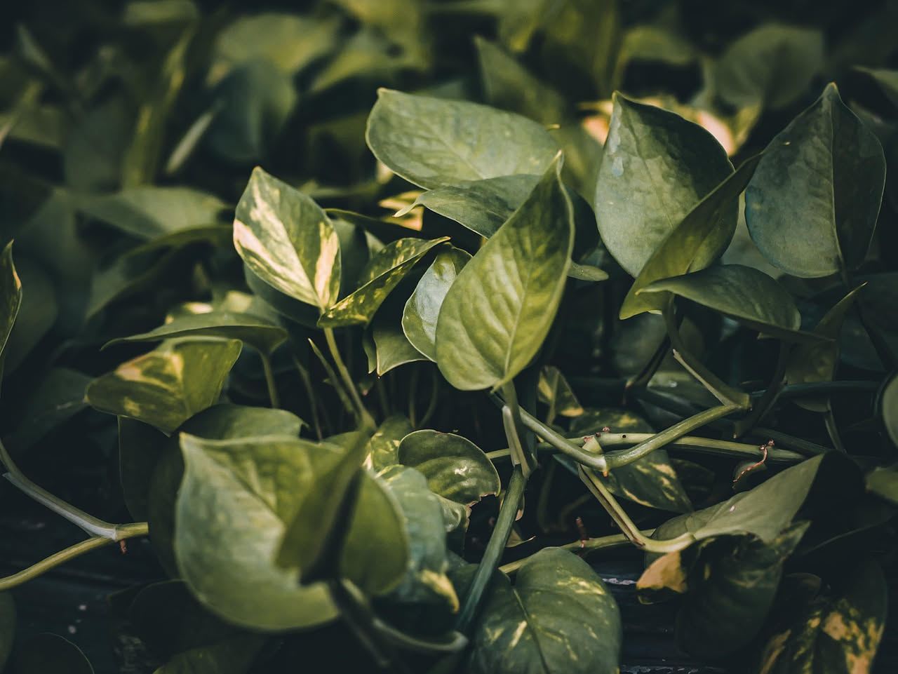 Pothos, la pianta da ufficio che purifica l'aria: come non farla morire