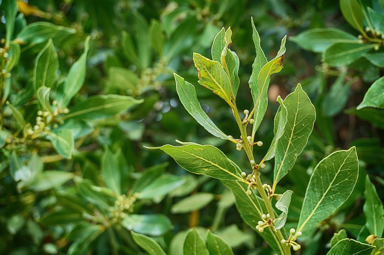 L'alloro, l'albero che profuma di storia e resiste al sole tutto l'anno