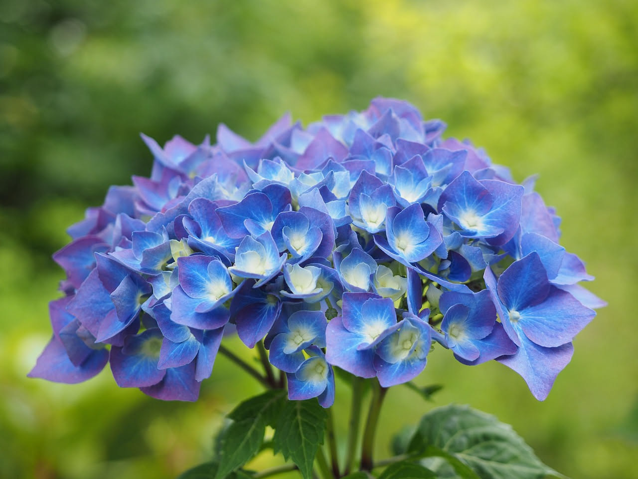 L'ortensia blu: il segreto del terreno acido per fioriture spettacolari