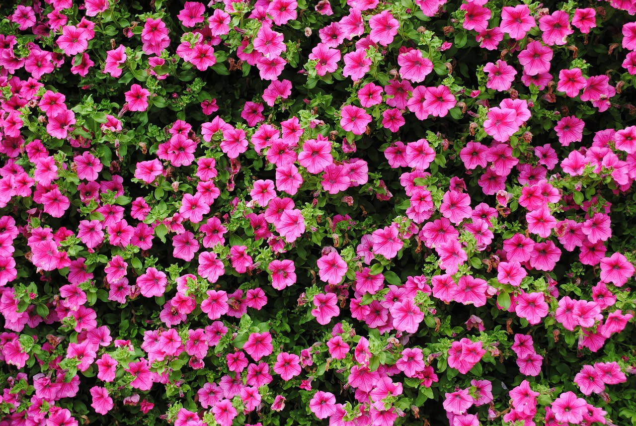 Petunie ricadenti: il trucco per una cascata di fiori fino a ottobre
