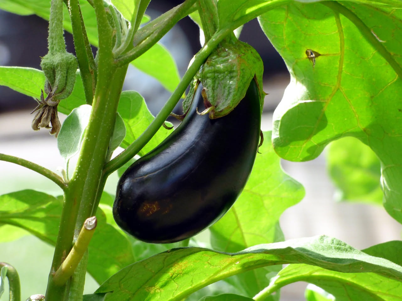 Pianta di melanzana compatta in vaso su balcone con frutti neri maturi, cresciuta in contenitore da 40-60 centimetri di altezza