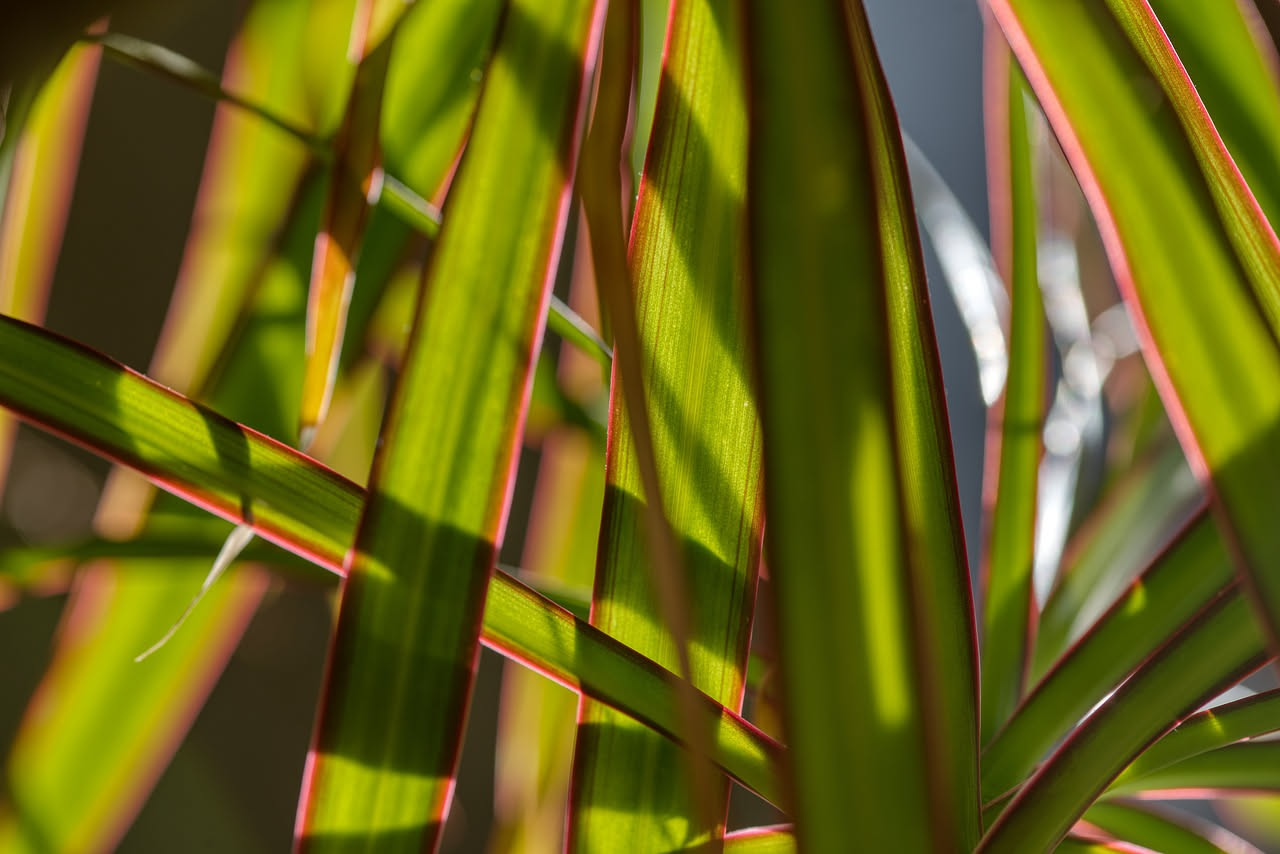 Dracaena: come coltivarla in casa senza errori comuni