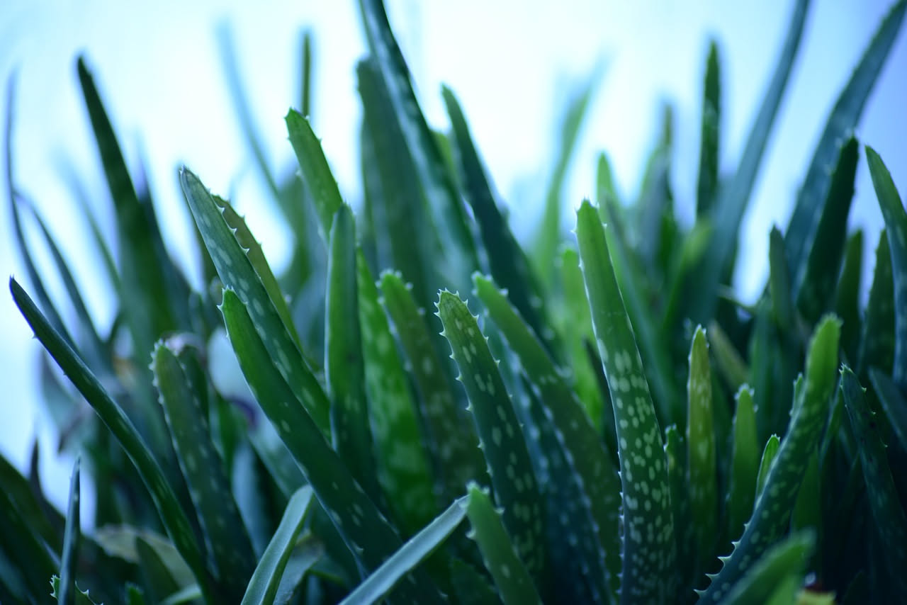 Aloe vera in casa: la pianta grassa che cura e non chiede nulla