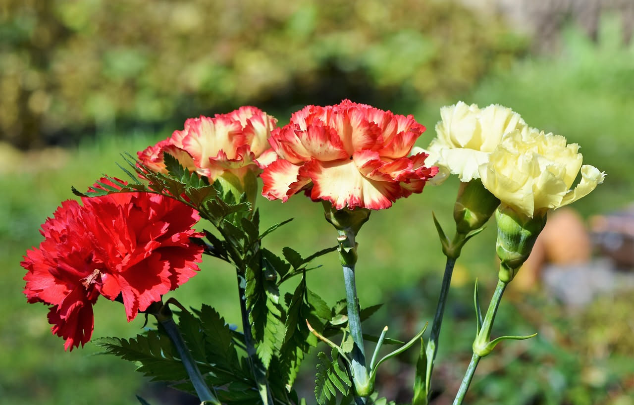 Garofano rosso: il fiore del Primo Maggio tra storia e coltivazione