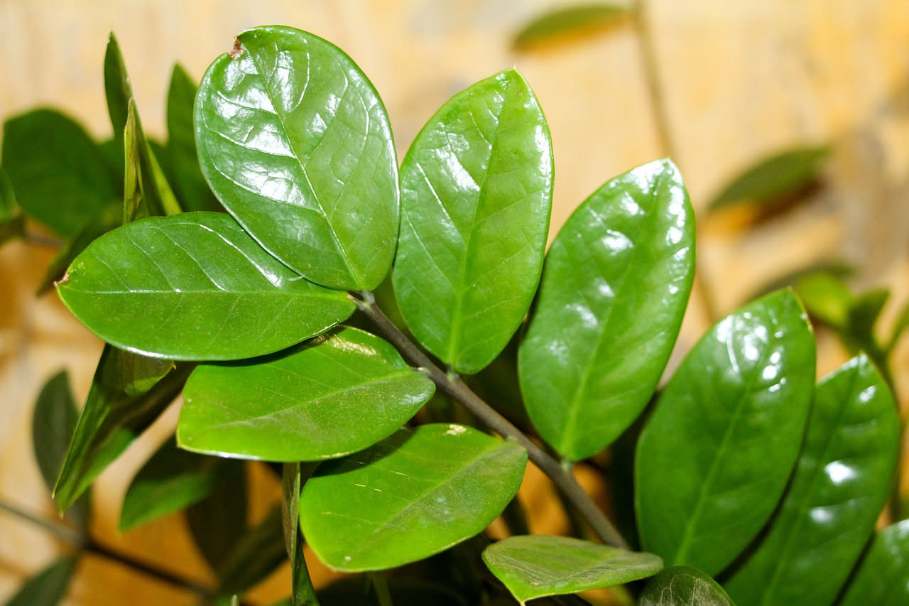 Zamioculcas, la pianta che resiste a tutto: come non farla morire