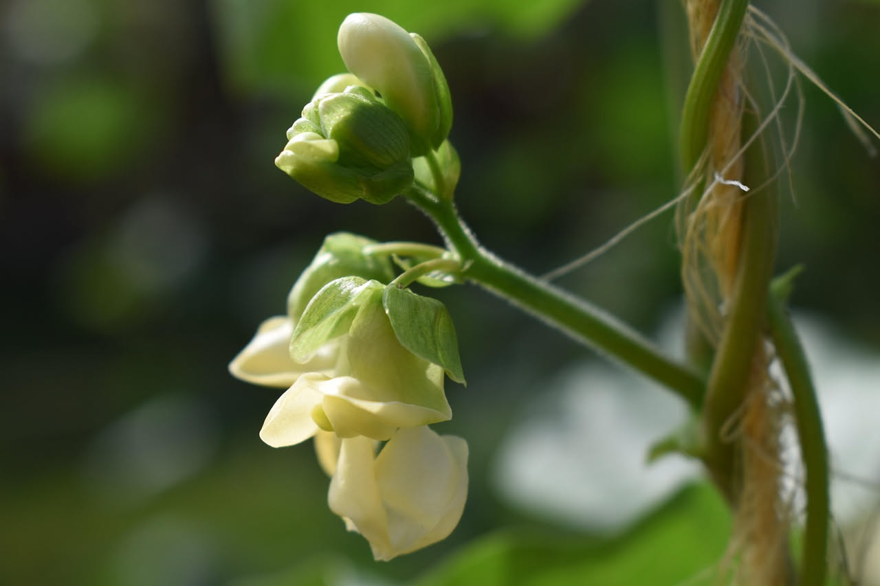 Piante di fagiolini rampicanti con baccelli verdi e fiori rosa arrampicati su tutore in legno nell'orto