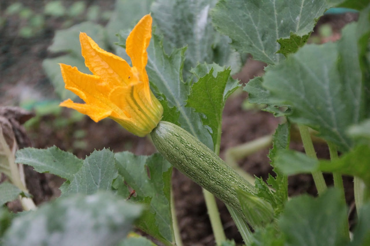 Zucca trombetta ricurva di colore verde chiaro su pianta rigogliosa in vaso sul balcone con frutti in diverse fasi di maturazione