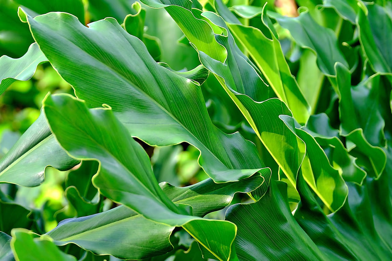 Calathea, la pianta che muove le foglie di giorno: come coltivarla