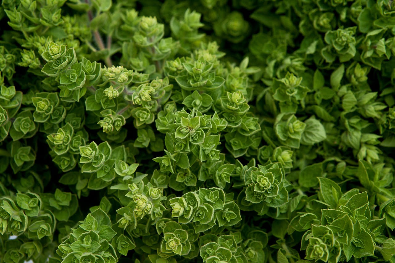Origano selvatico mediterraneo: l'aromatica perenne più profumata del nostro orto
