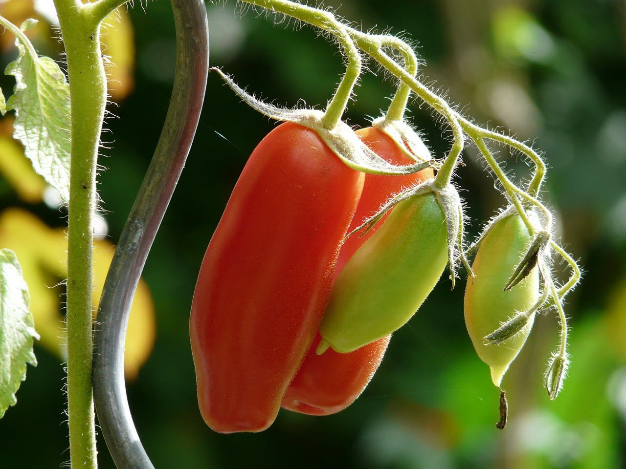 Pomodori datterini rossi brillanti appena colti da una pianta coltivata in vaso di terracotta marrone su un balcone soleggiato