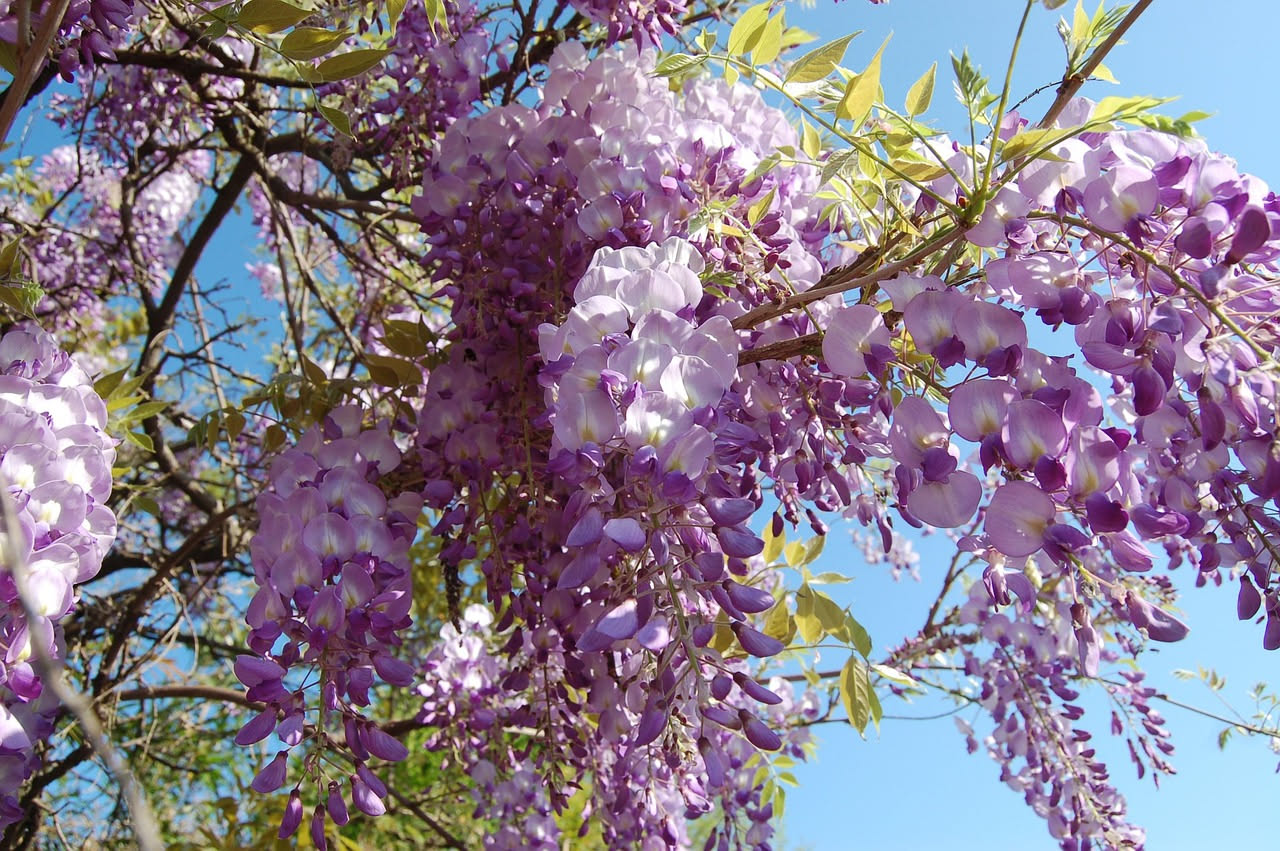 Glicine in giardino: come far esplodere la fioritura ogni primavera