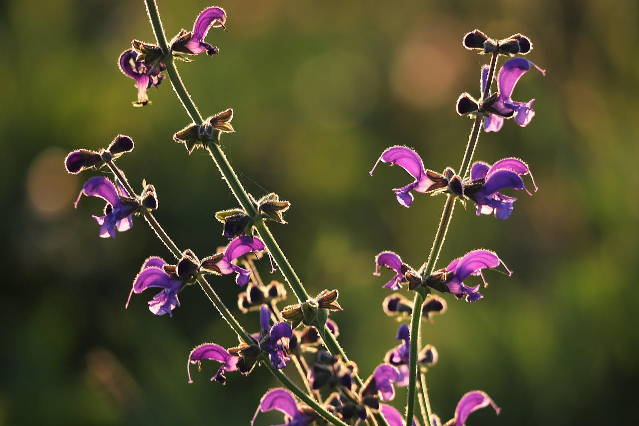 La salvia mediterranea: la pianta perenne che sfida l'inverno