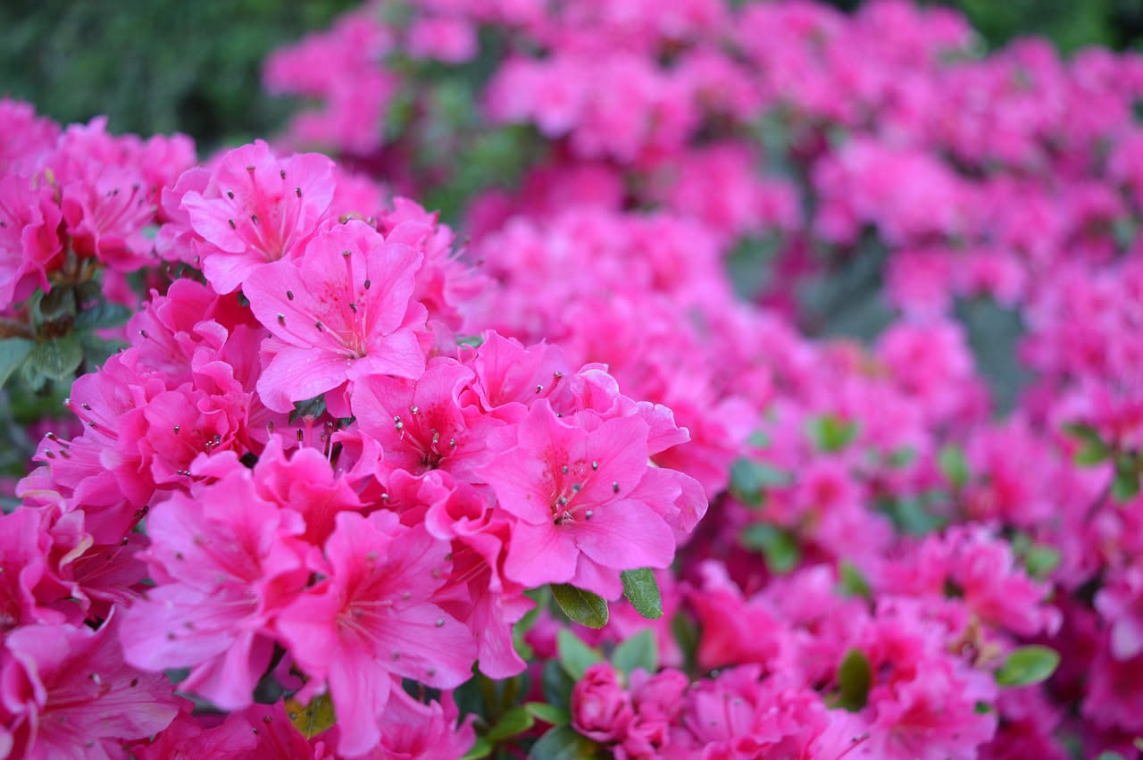 Fiori di azalea rosa e viola in piena fioritura nel giardino di Villa Carlotta, sullo sfondo il lago di Como e la vegetazione lussureggiante della villa storica