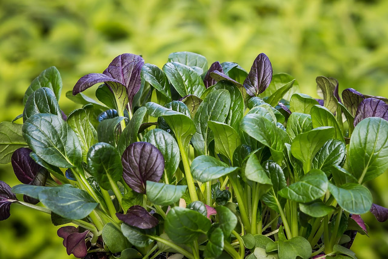 Vaso di terracotta con misticanza composita: foglie di rucola, lattuga rossa, spinacino e troccolino su balcone con sole mattutino