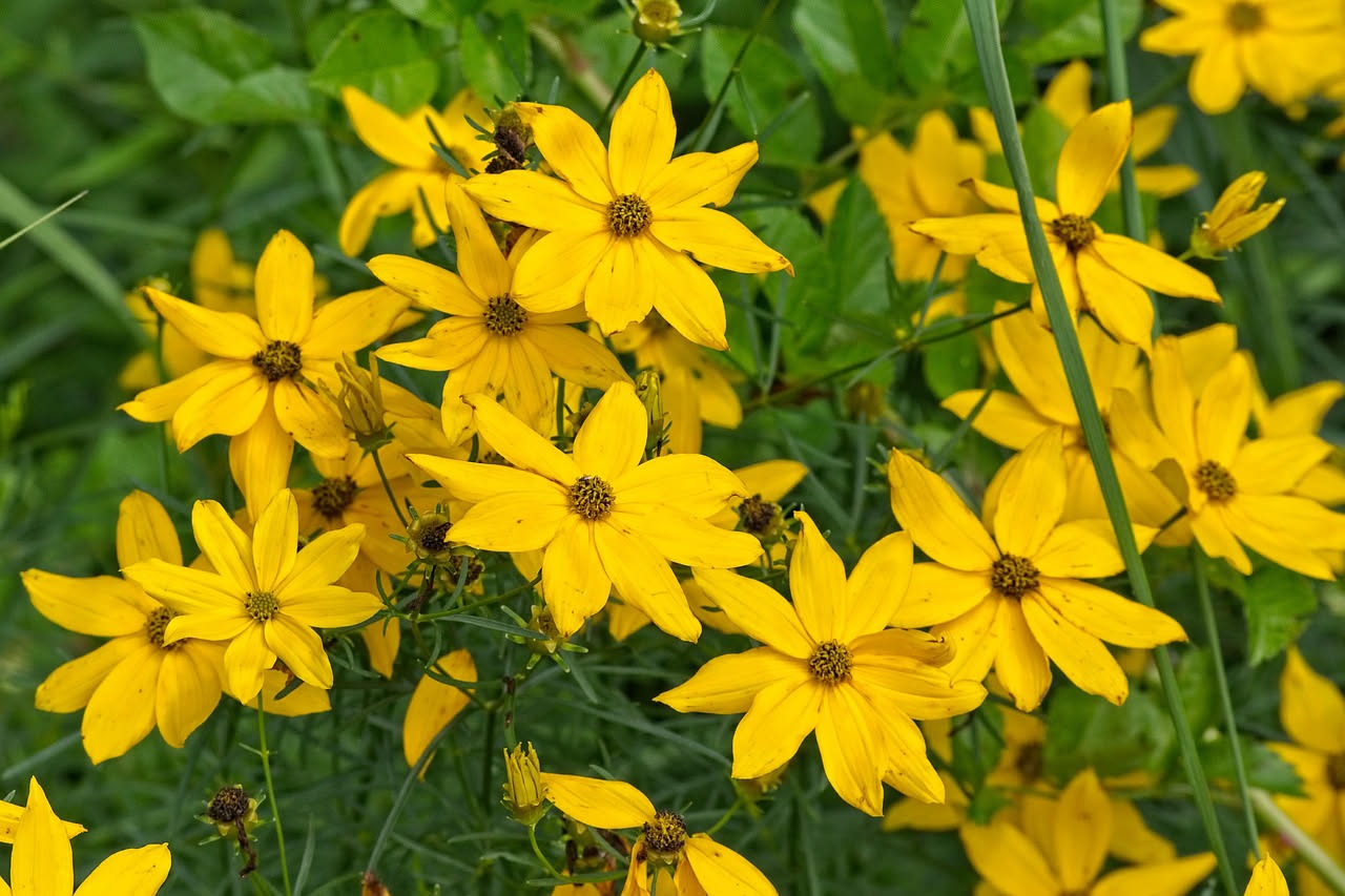 Bidens: la pianta che fiorisce 6 mesi senza pause, perfetta per balconi pigri