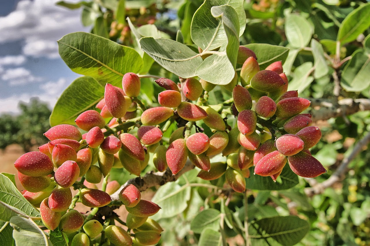 Il pistacchio in giardino: attendere cinque anni per il raccolto verde