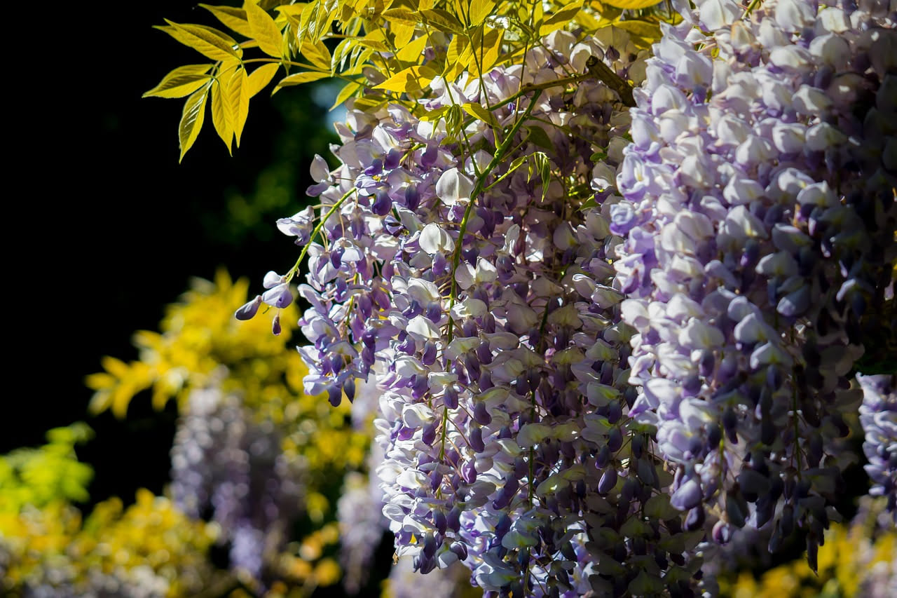 Glicine bianco: lo splendore nascosto che trasforma ogni giardino
