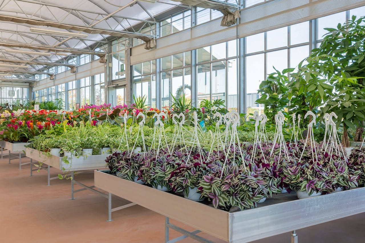 Tradescantia: la pianta che ricade da mensole e cestini senza fatica