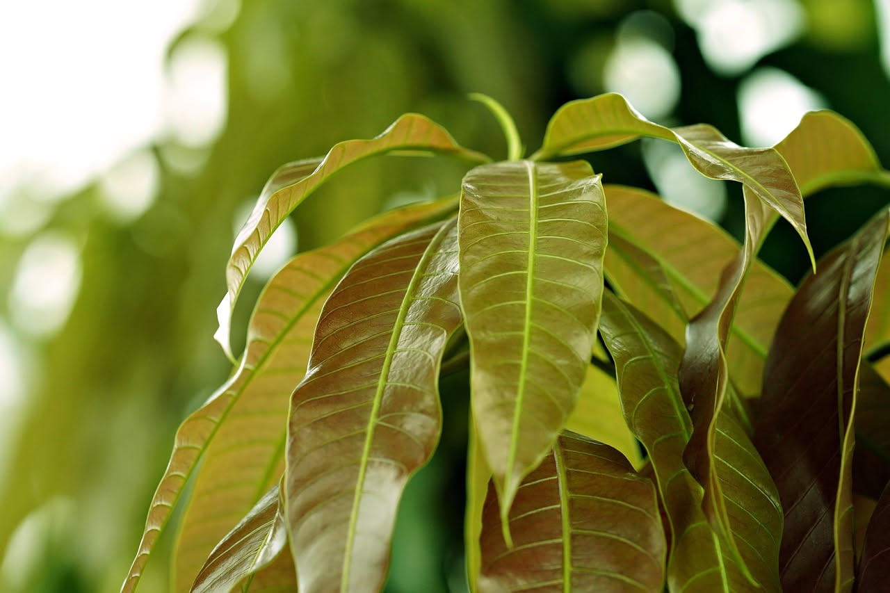 Mango in vaso al sud Italia: coltivarlo dove il clima lo consente