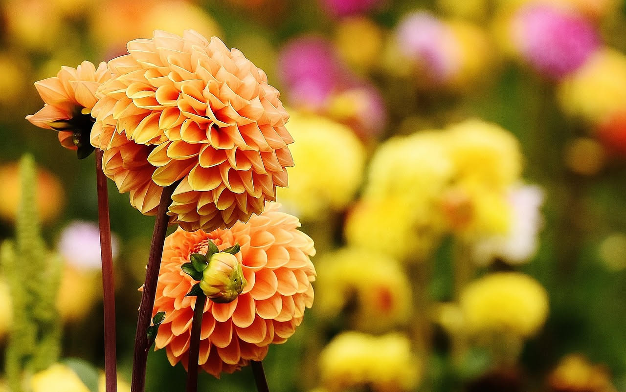Dahlia in vaso: coltivare i tuberi per la fioritura estiva