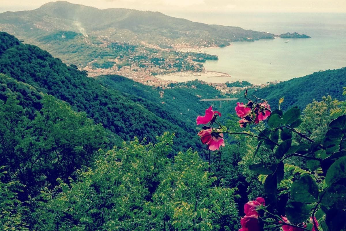 Rose damascene bulgare: come raggiunsero i giardini italiani