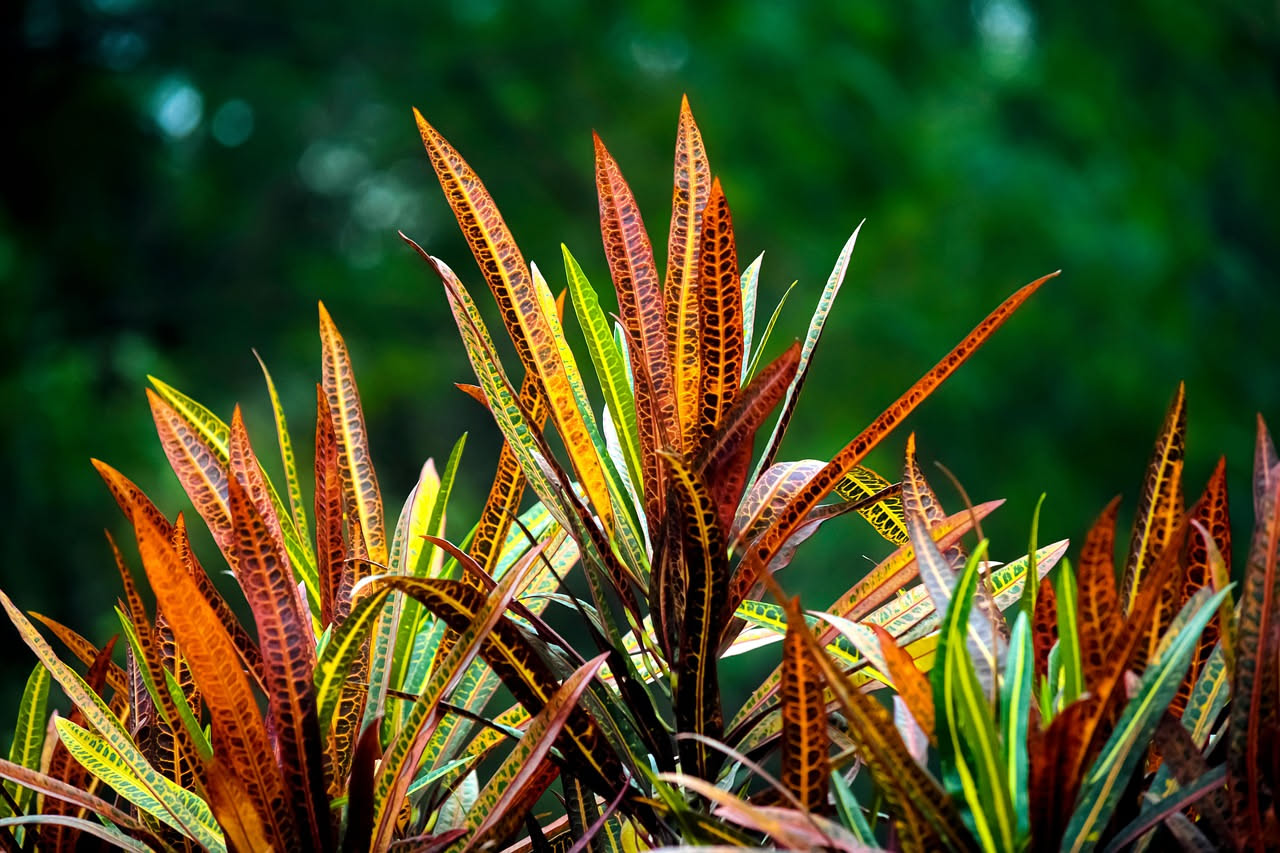 Croton variegato: luce abbondante per i colori giusti