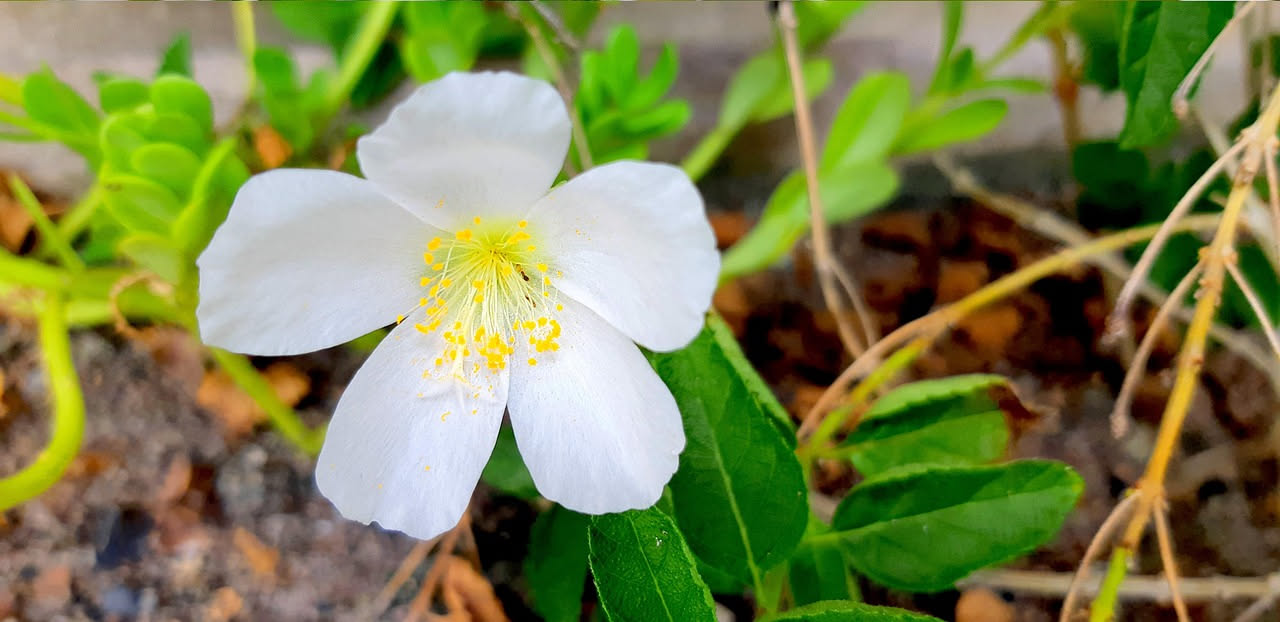 Bacopa pendula: come riempire le ciotole appese di fiori bianchi