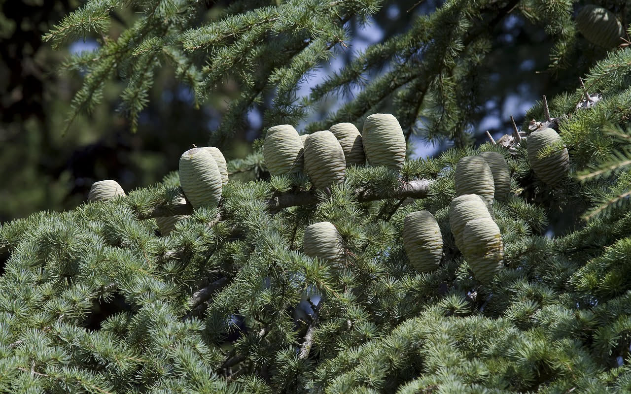 Cedro del Libano nei giardini lombardi: l'albero della Bibbia che resiste al Nord